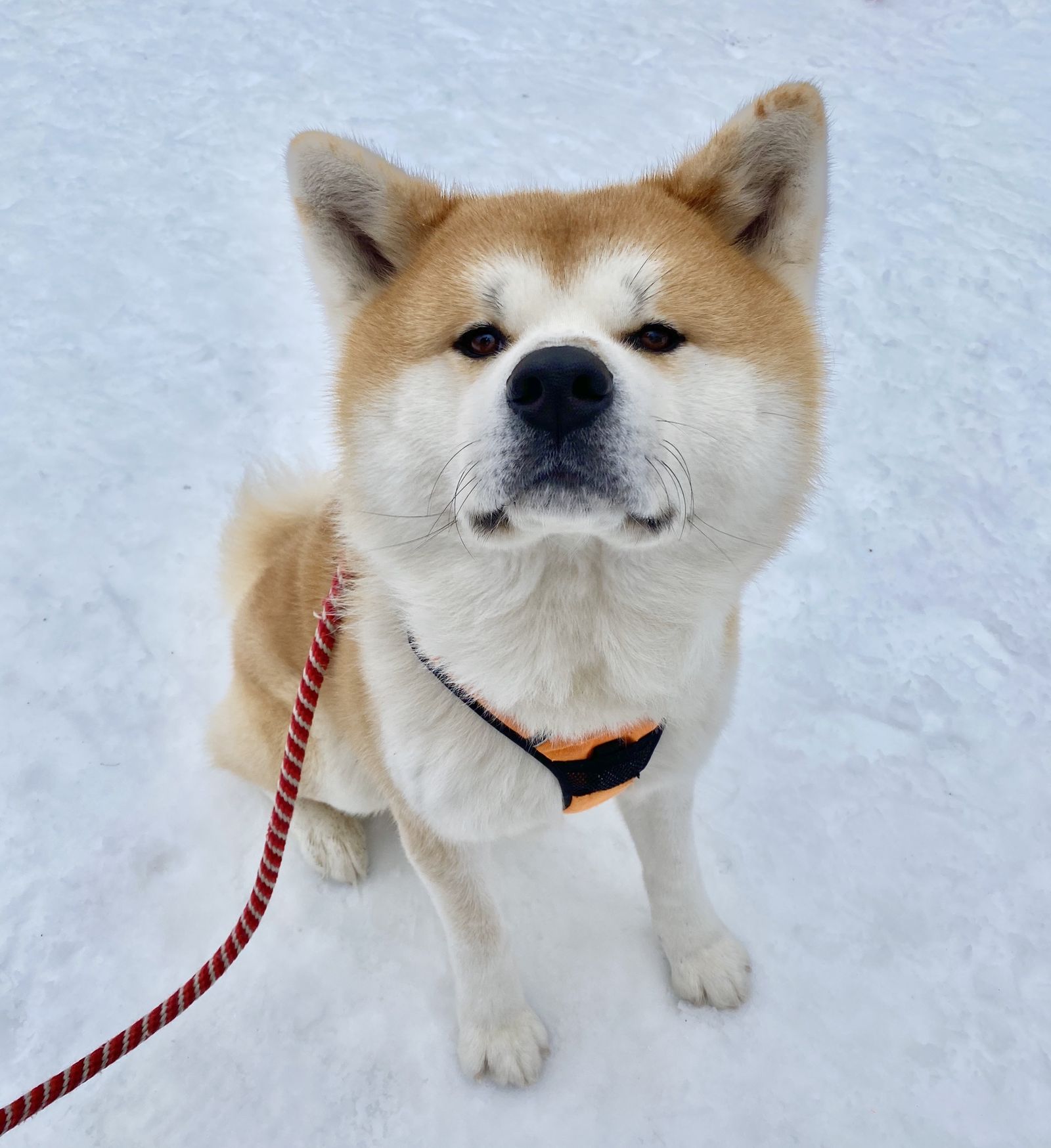 把家中的秋田犬帶到現場同樂，還可以拿神秘小禮物。（日本旅遊推廣中心供圖）