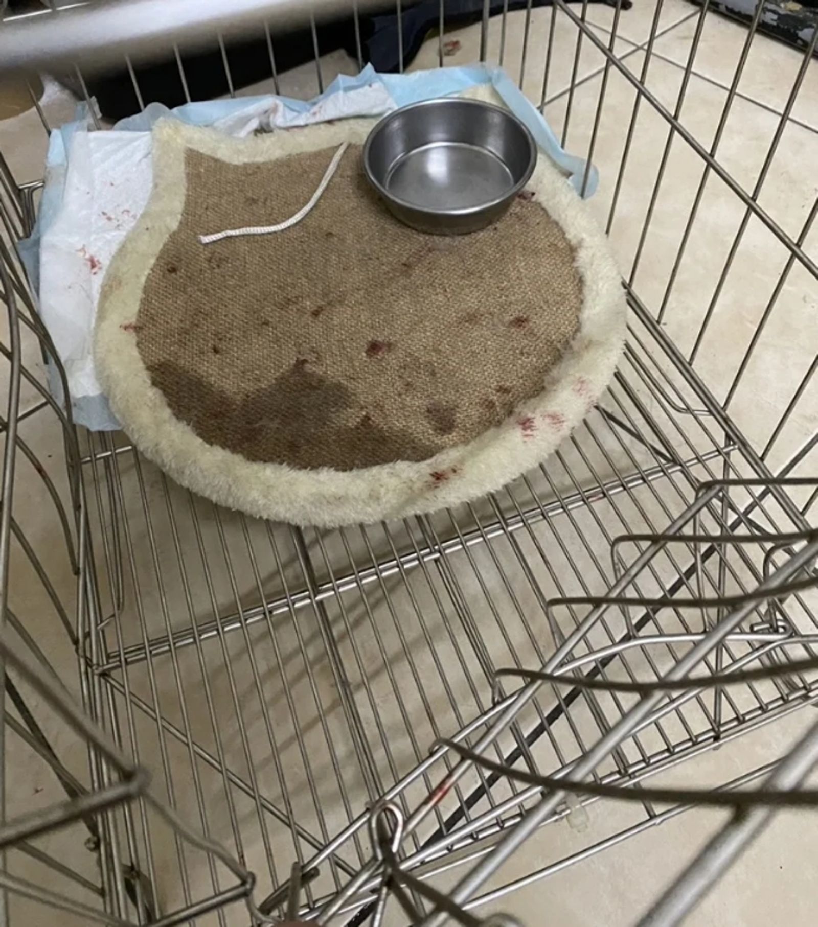 喵星人受傷現場血跡斑斑。新北市動保處