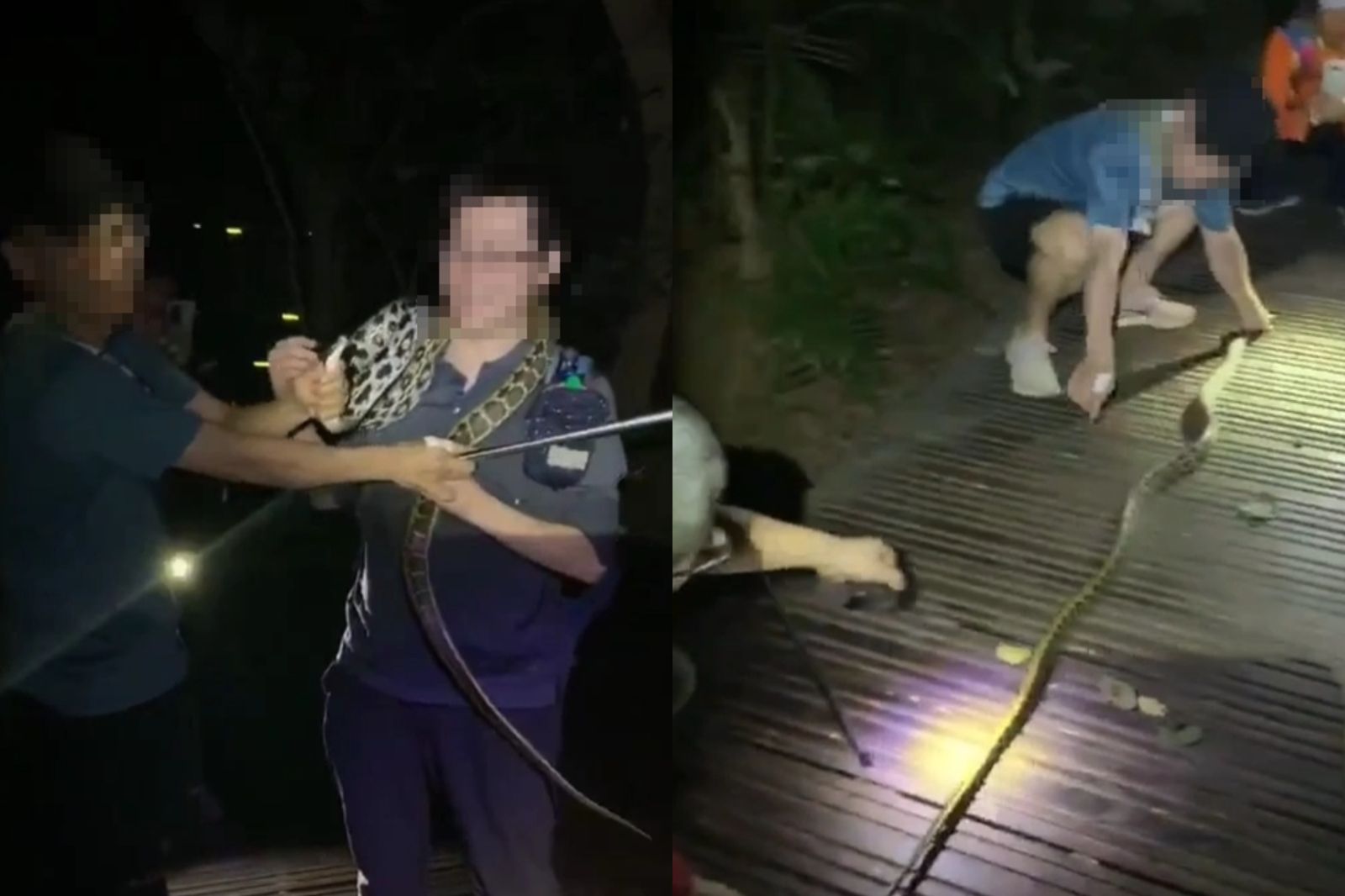 高雄5山友把玩保育類「黑眉錦蛇」！鐵棍撐開嘴、掛頸嬉鬧　下場慘了