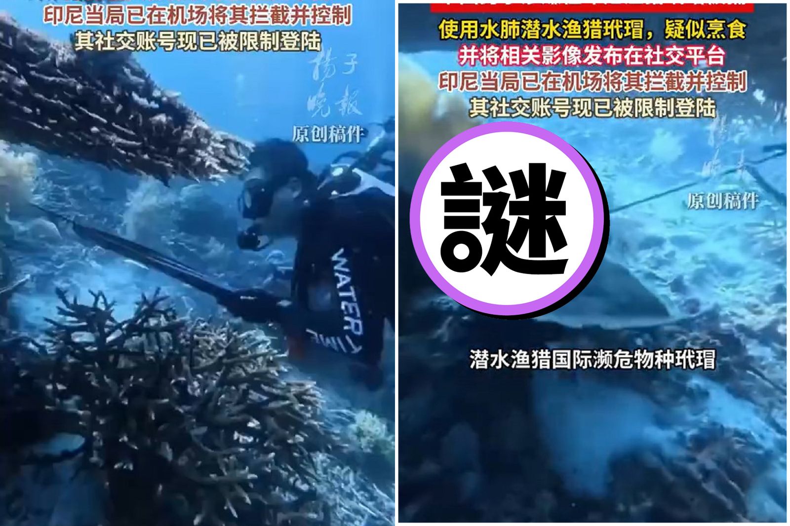 慎入!印尼保育類玳瑁 慘遭中國潛水教練獵殺還煮來吃