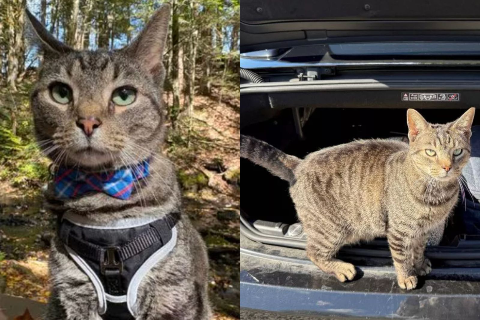 就想跟你走！8歲愛貓「溜上車頂」嘸人知　陪跑百公里嚇壞一家人