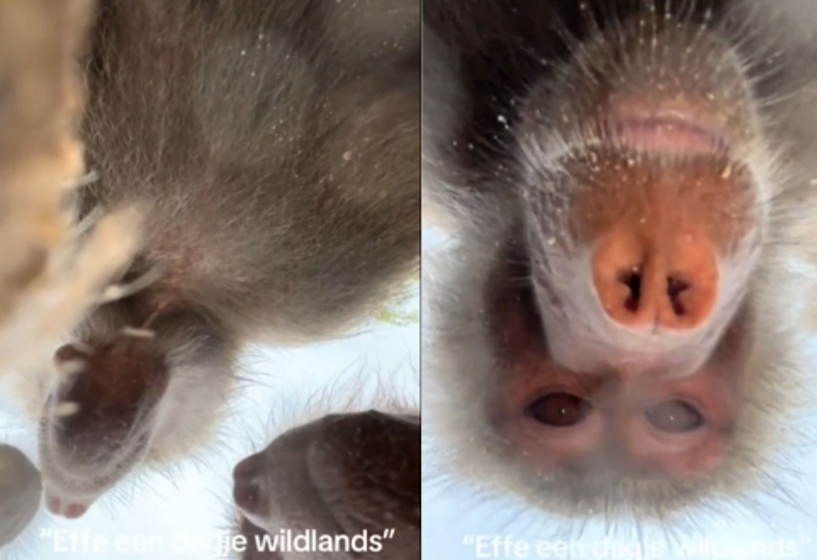 手機掉進動物園裡!竟被狒狒拿去「自拍影片」網友笑翻