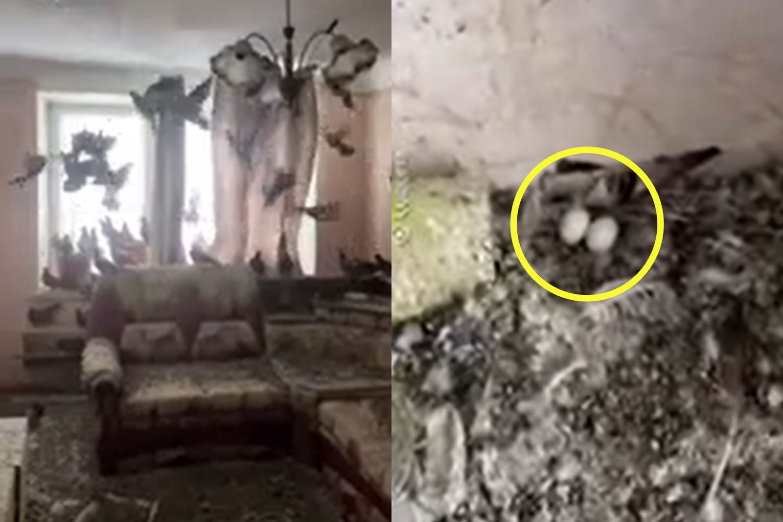 忘關窗3年房子慘變「鴿子王國」!他一進門秒被震撼 驚人清潔天價曝:不如買新房