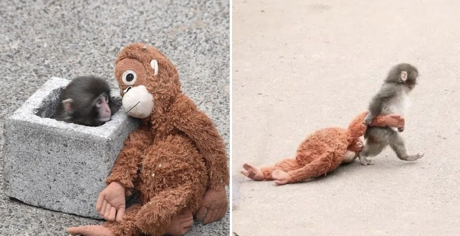 日本孤兒猴「遭排擠」抱毛絨玩具爆紅　動物園揭最新處境