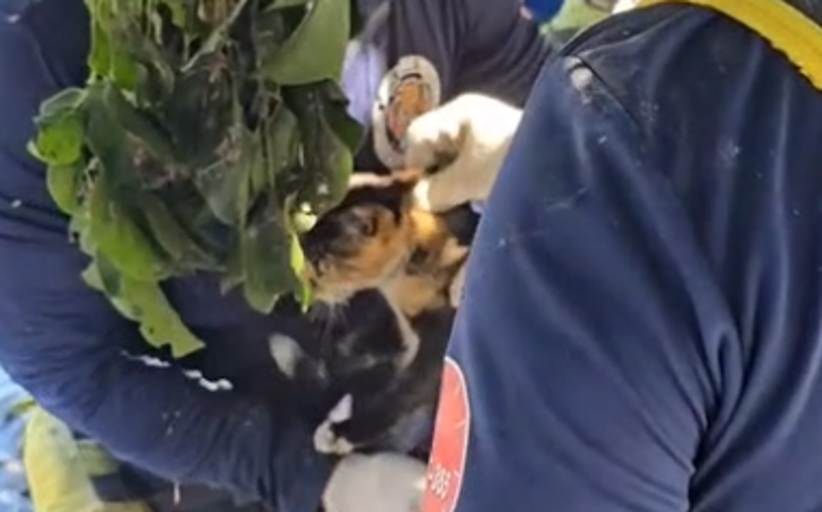 喵星人也遭殃！小花貓「滿身泥濘」卡樹梢　微弱發抖終獲救