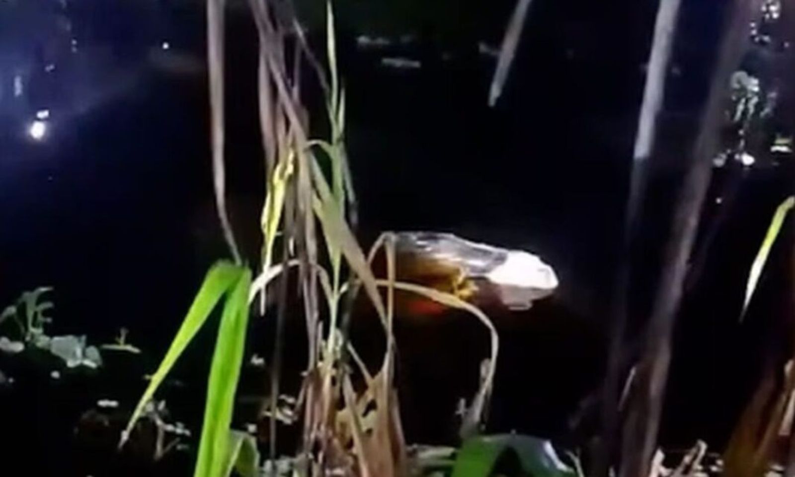 少年釣魚遭鱷魚拖下水活吃　遺體慘被「分屍」！朋友目睹恐怖全程