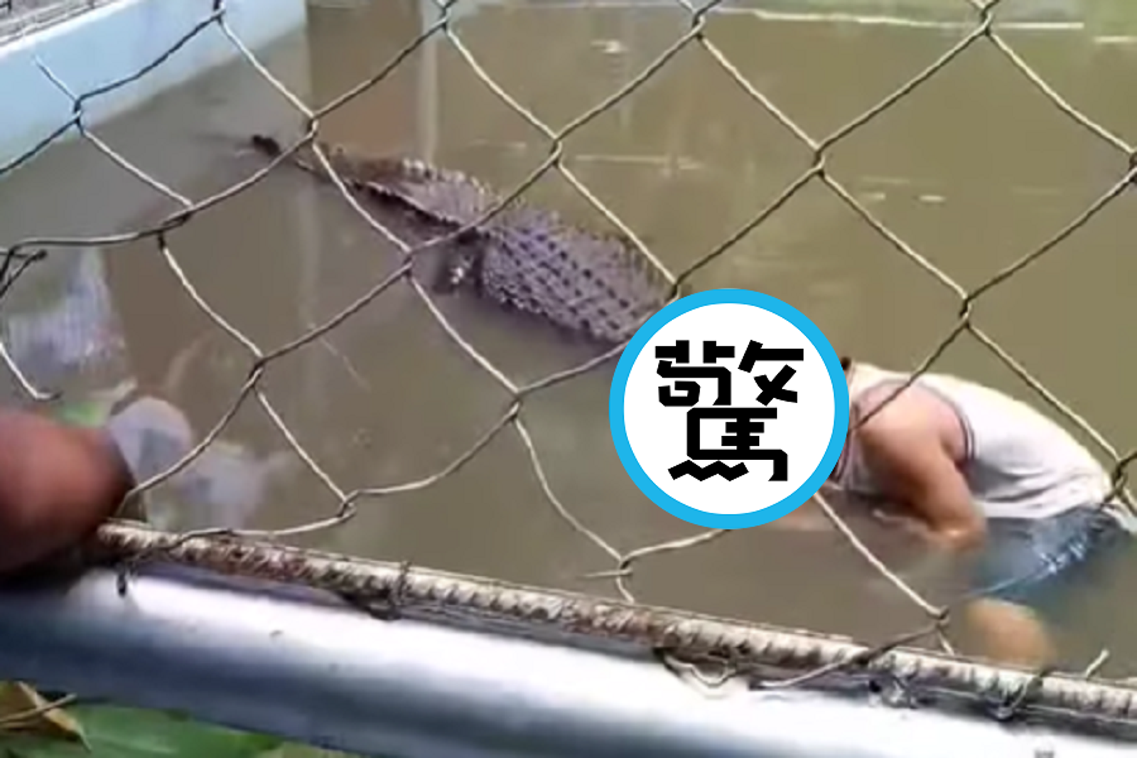他把真鱷魚當塑膠做的！闖池塘玩自拍被狠咬　驚悚影像曝光