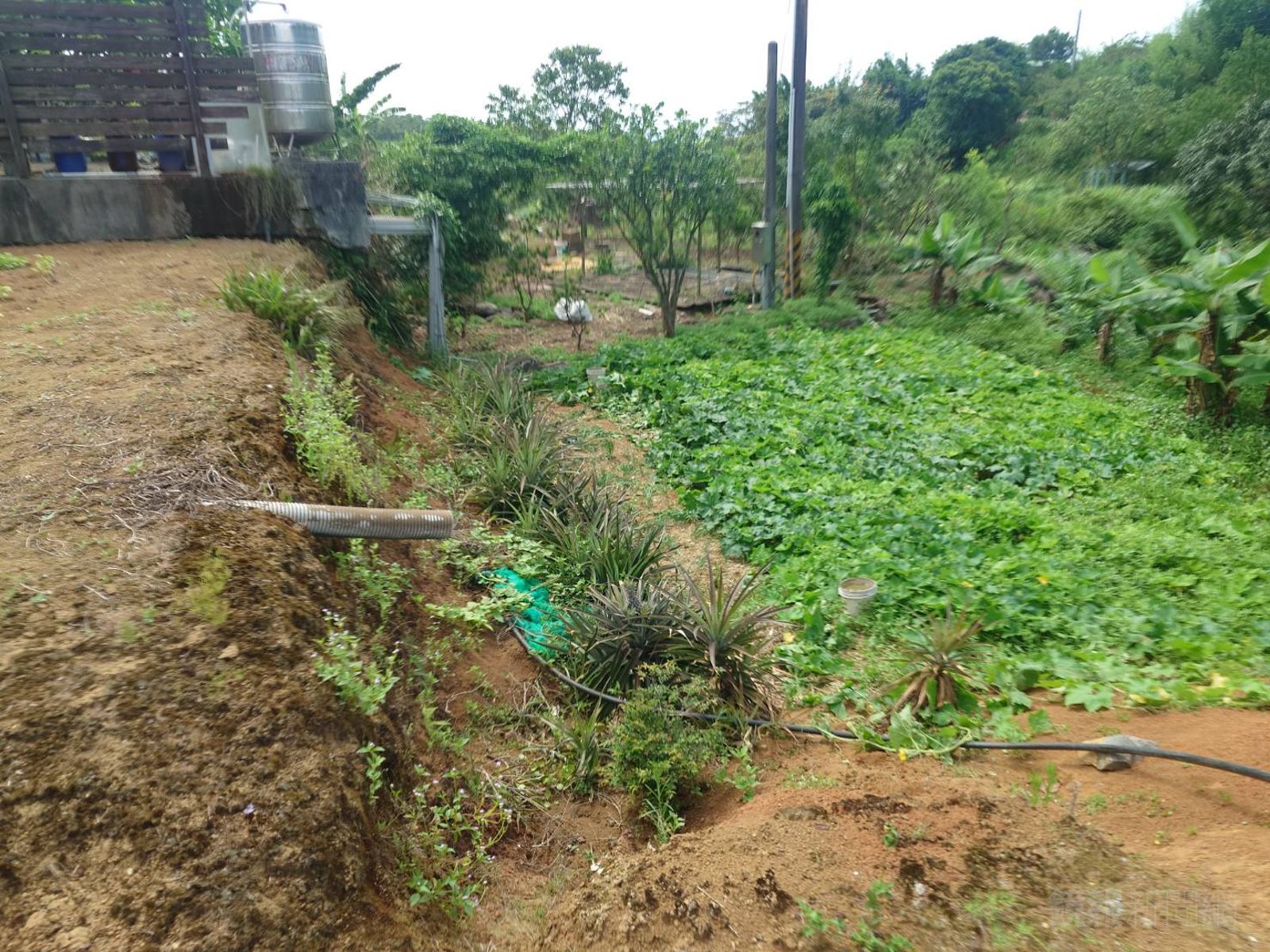 熱死人！疑似中暑昏倒　淡水老農送醫搶救不治