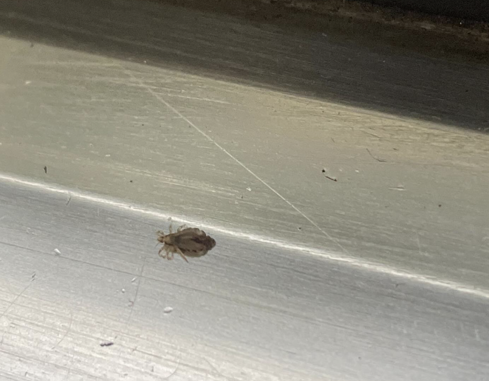 台鐵爆蟲蟲危機！女乘客遭「爬滿身」崩潰　專家曝6招預防