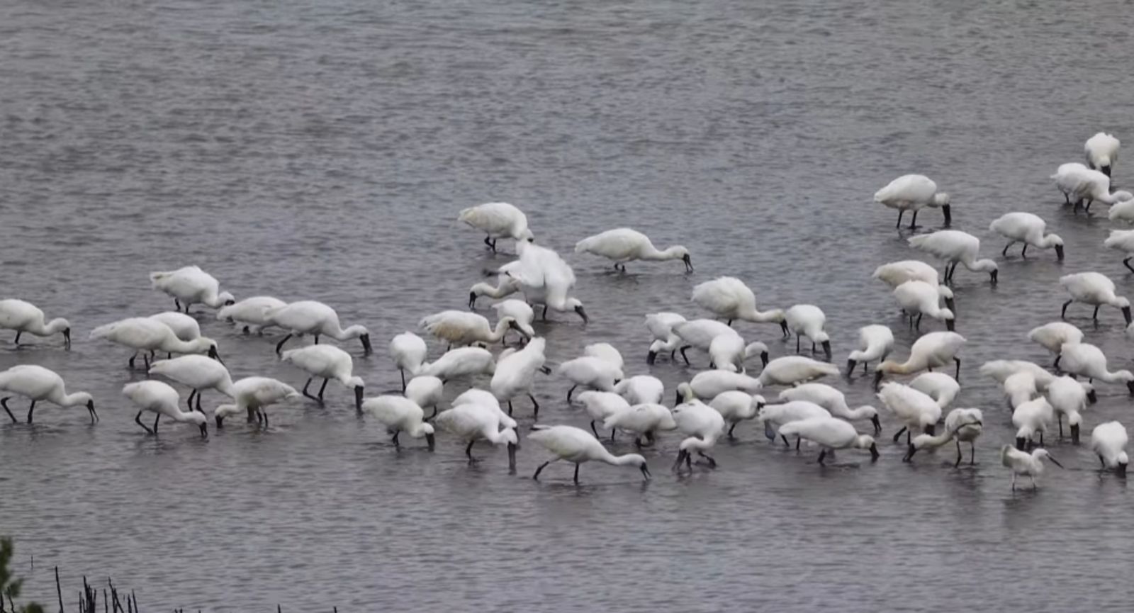 「鳥瑞」現身!這隻黑面琵鷺28歲了 專家:平均壽命僅15歲