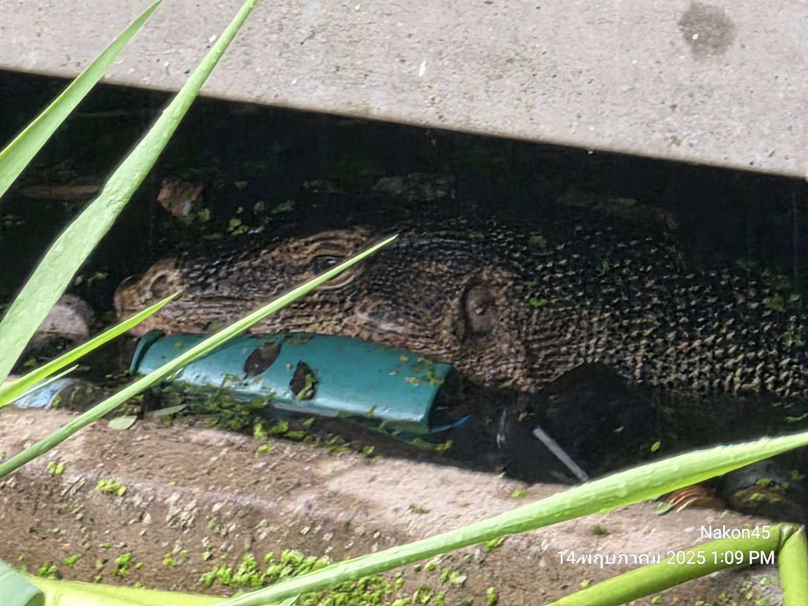太恐怖！巨蜥啃食嬰兒「僅剩頭部、肩膀」　疑似遭遺棄新生兒