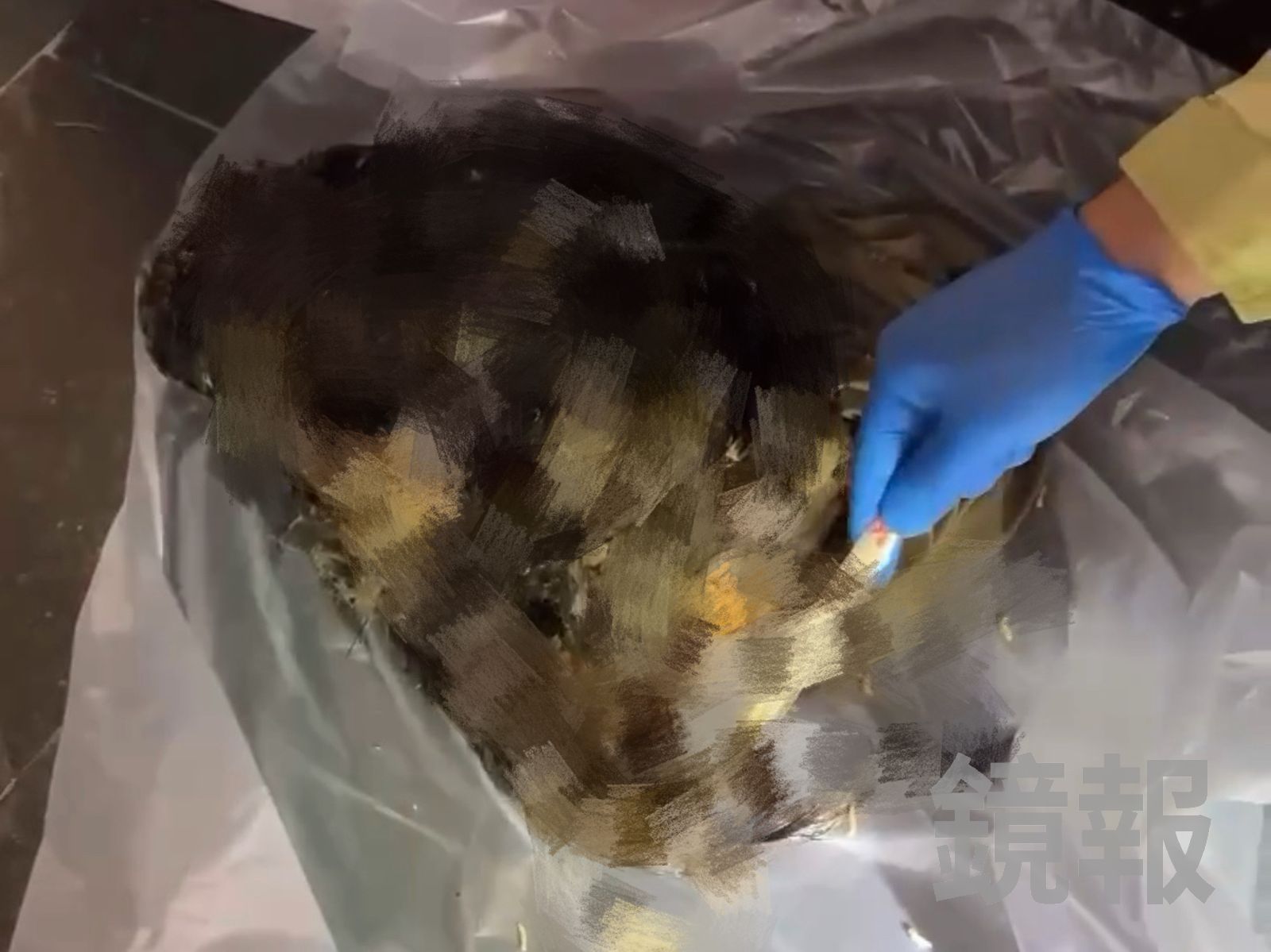 清潔員從垃圾袋內找出貓屍，已經長滿蛆。愛貓人士提供