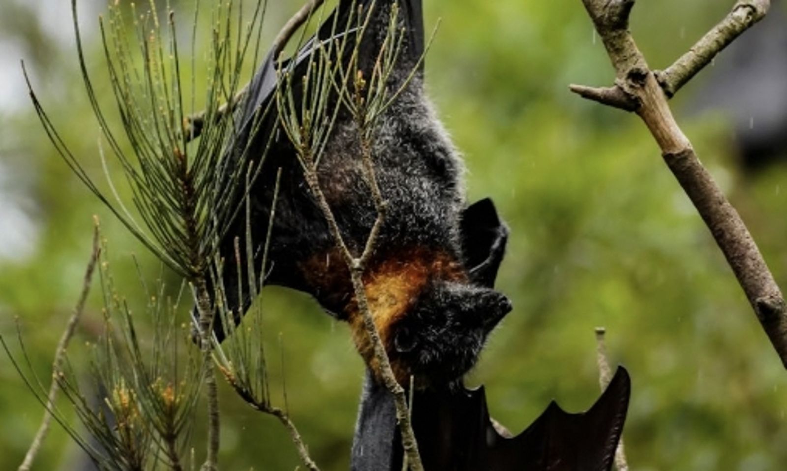 致死率75%尚無療法！印度出現立百病毒群聚感染　已確認由蝙蝠傳播