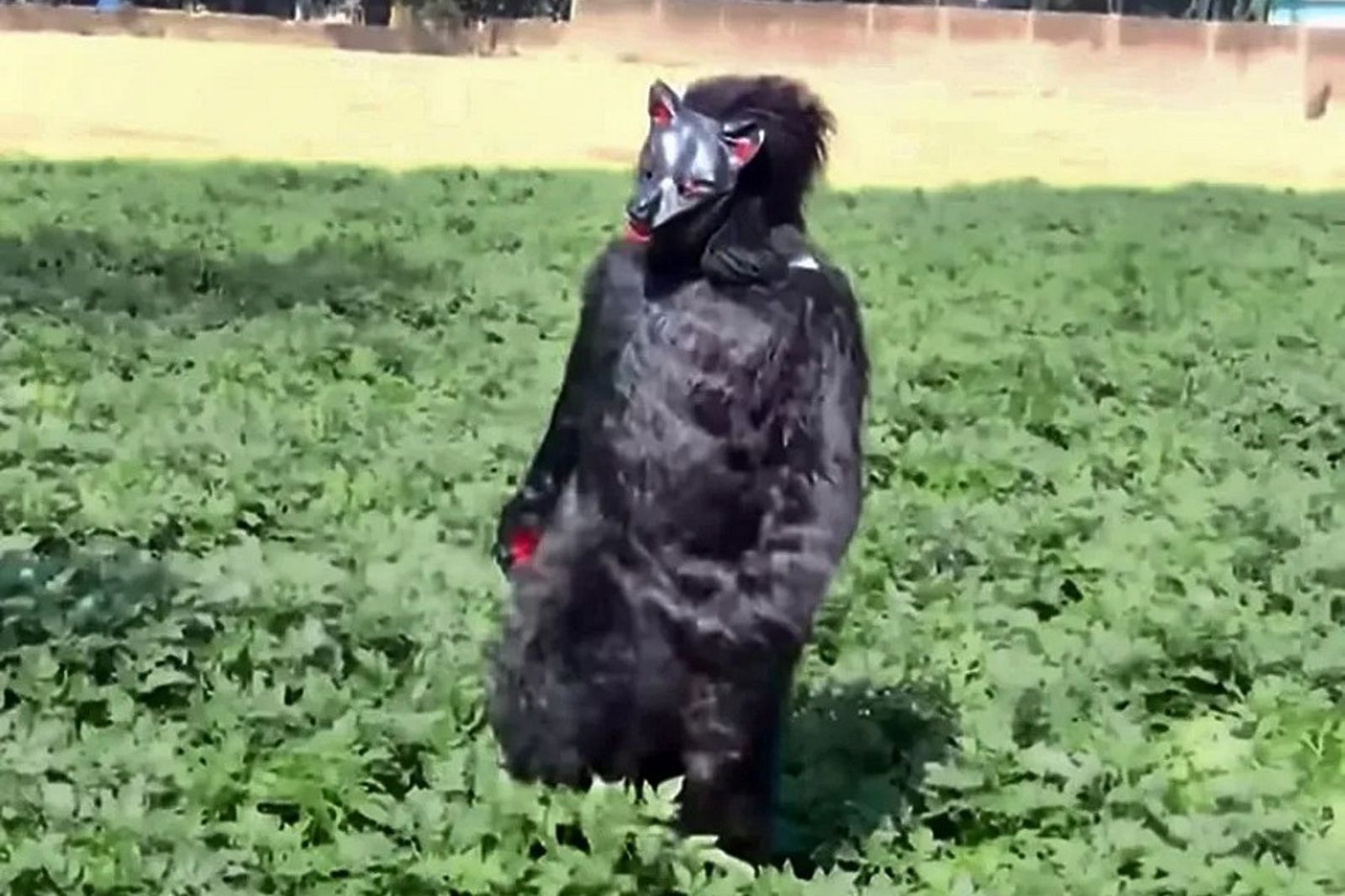 不爽潑猴攻擊他的村莊　鄉民扮「工讀生黑熊」奏效！一次嚇退100隻