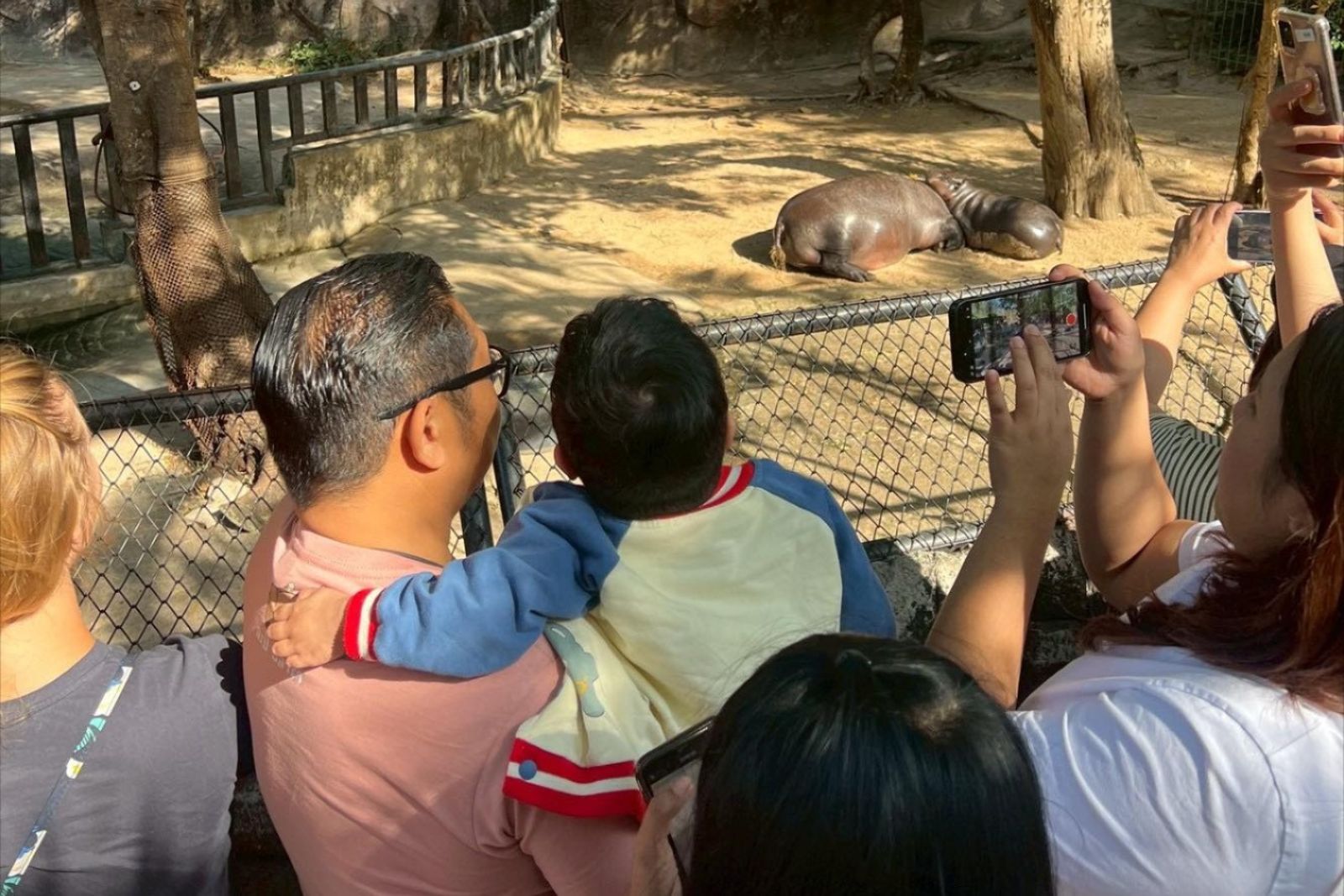 6歲癌末男孩最後心願「看到彈跳豬」　動物園暖舉8萬網友哭了