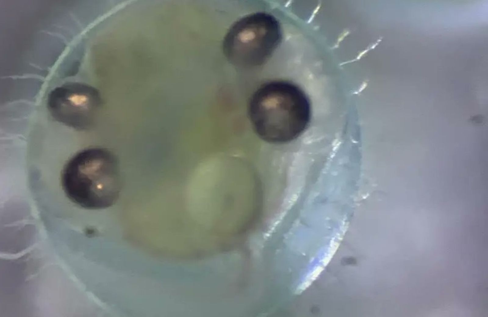 日網出現畸形魚！懷疑台積電害的？ 專家質疑「不可能」