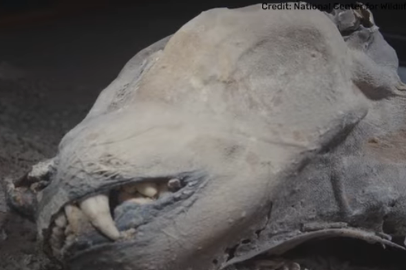 沙烏地洞穴驚見天然「獵豹木乃伊」！最古老逾4千年　基因與瀕危物種相近
