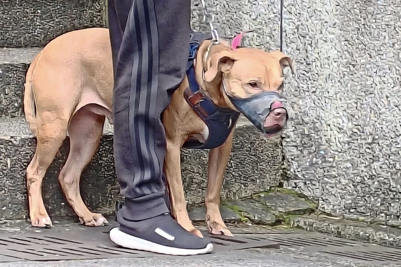 比特犬Lucky「免死」重獲狗生　雲林新主人砸大錢造豪華狗屋