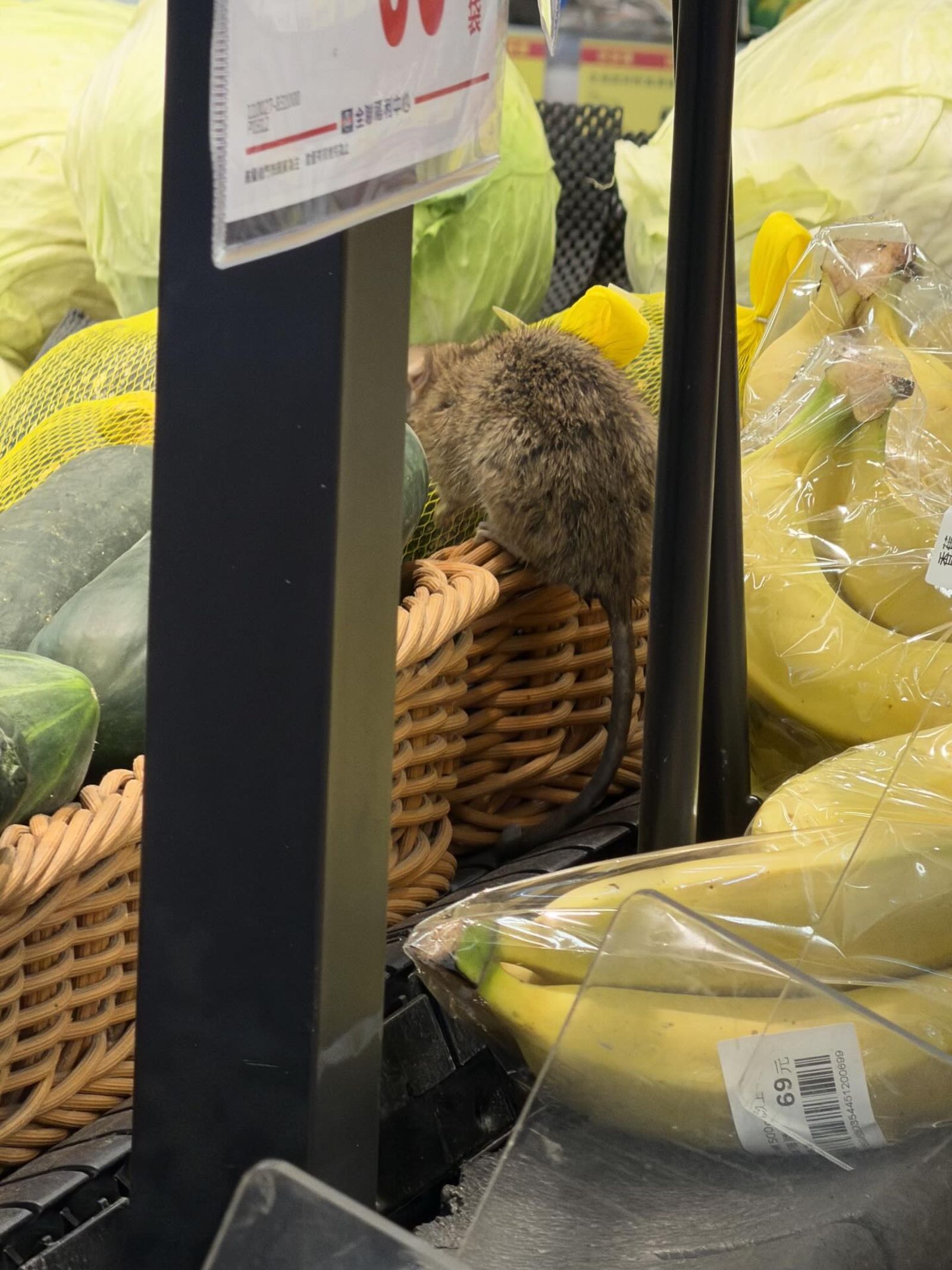 老鼠闖入賣場貨架，大口啃食高麗菜，引發食安疑慮。畫面翻攝threads xiy._.5y