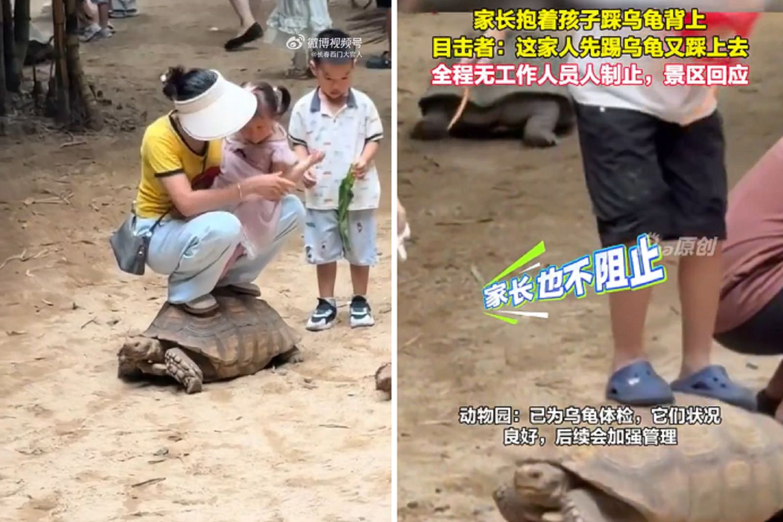 沒品了中國媽媽!蘇卡達象龜當腳踏墊 母踩完換兒踏惹眾怒