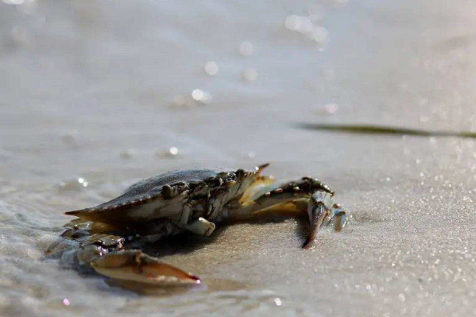 遭紅蟳刺傷以為沒事！老翁染「食人肉菌」左手發黑　截肢洗腎搶救9天亡