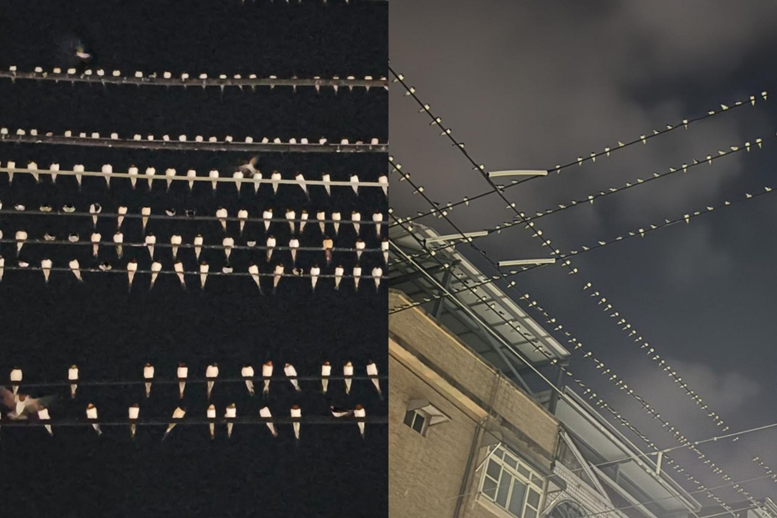 高屏人車遭家燕「屎彈攻擊」滿地排泄物!專家:在幫你捕蚊蟲...別趕牠走