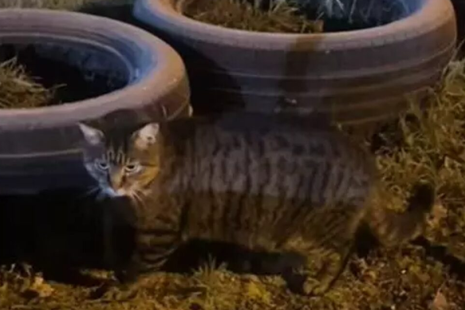 她見流浪貓超親人！想收養才發現竟是走失7年愛貓
