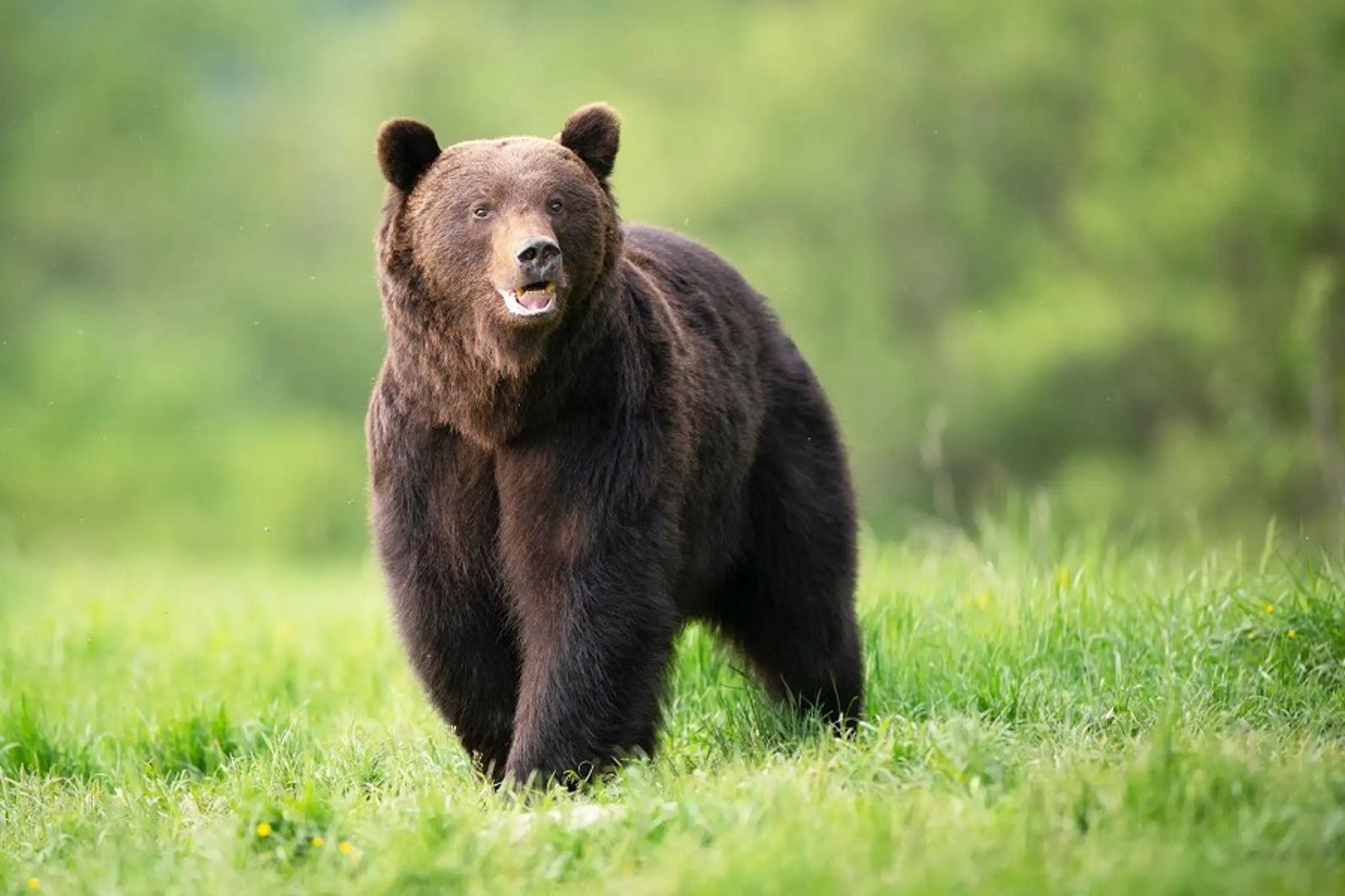 日本各地今年頻傳熊害。圖／翻自jahic-etc.com