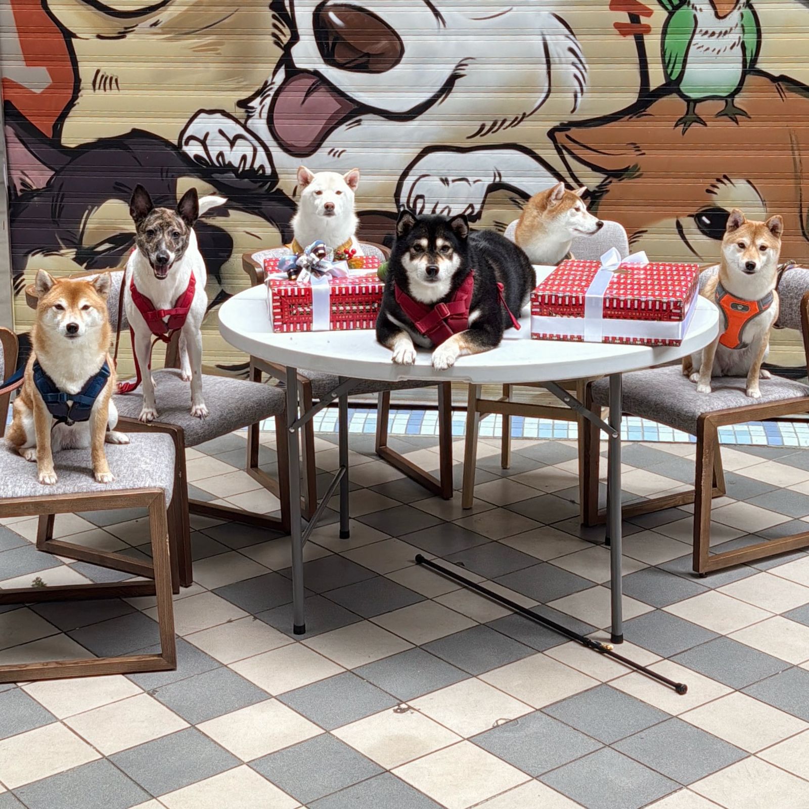 柴犬七仙女擁有高人氣。圖/翻攝自柴犬七仙女臉書