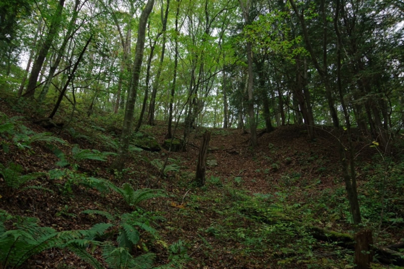 父帶兒深山「戒網癮」模仿求生節目　忘做1事恐害自己坐牢
