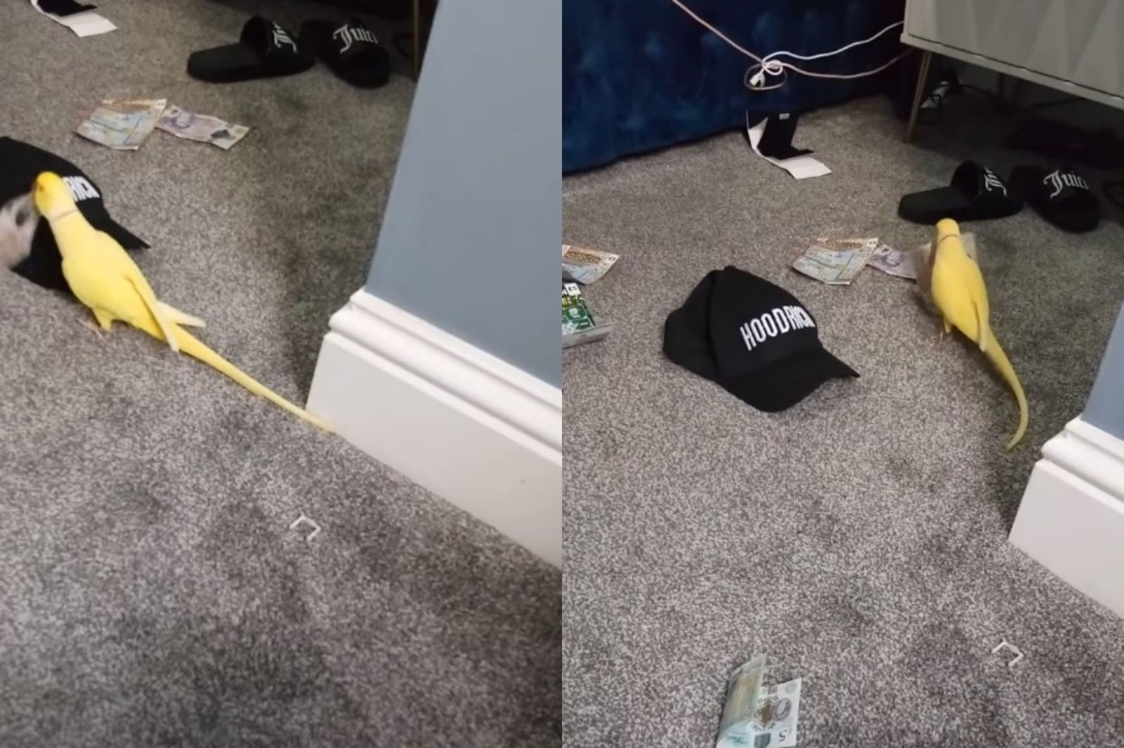 警察小幫手+1！鸚鵡說出「毒販用語」　35歲飼主露餡慘被抓