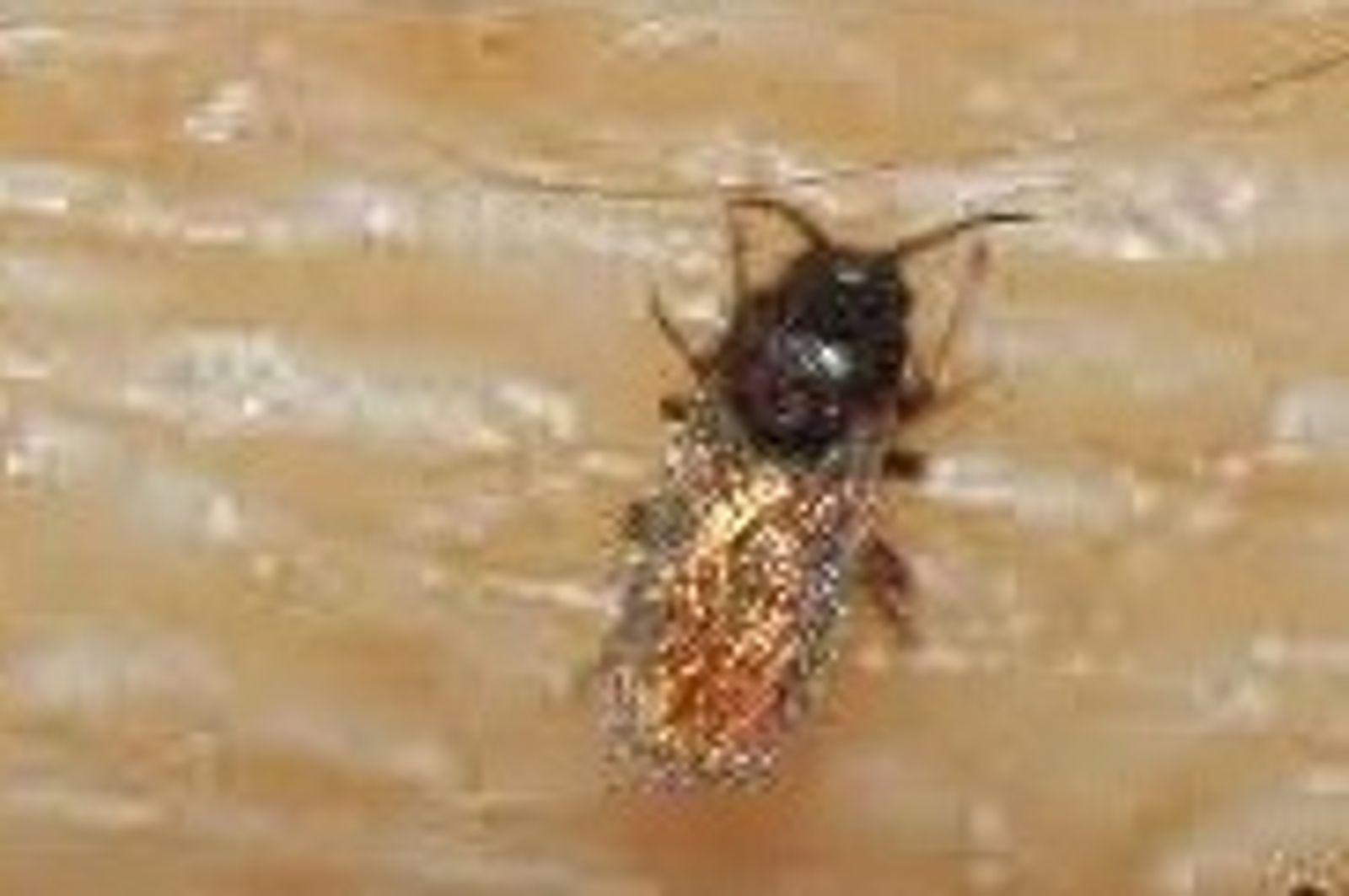 小黑蚊主要孳生在潮濕、陰暗、有藍綠藻或陸生綠藻的環境。圖／翻攝自維基百科