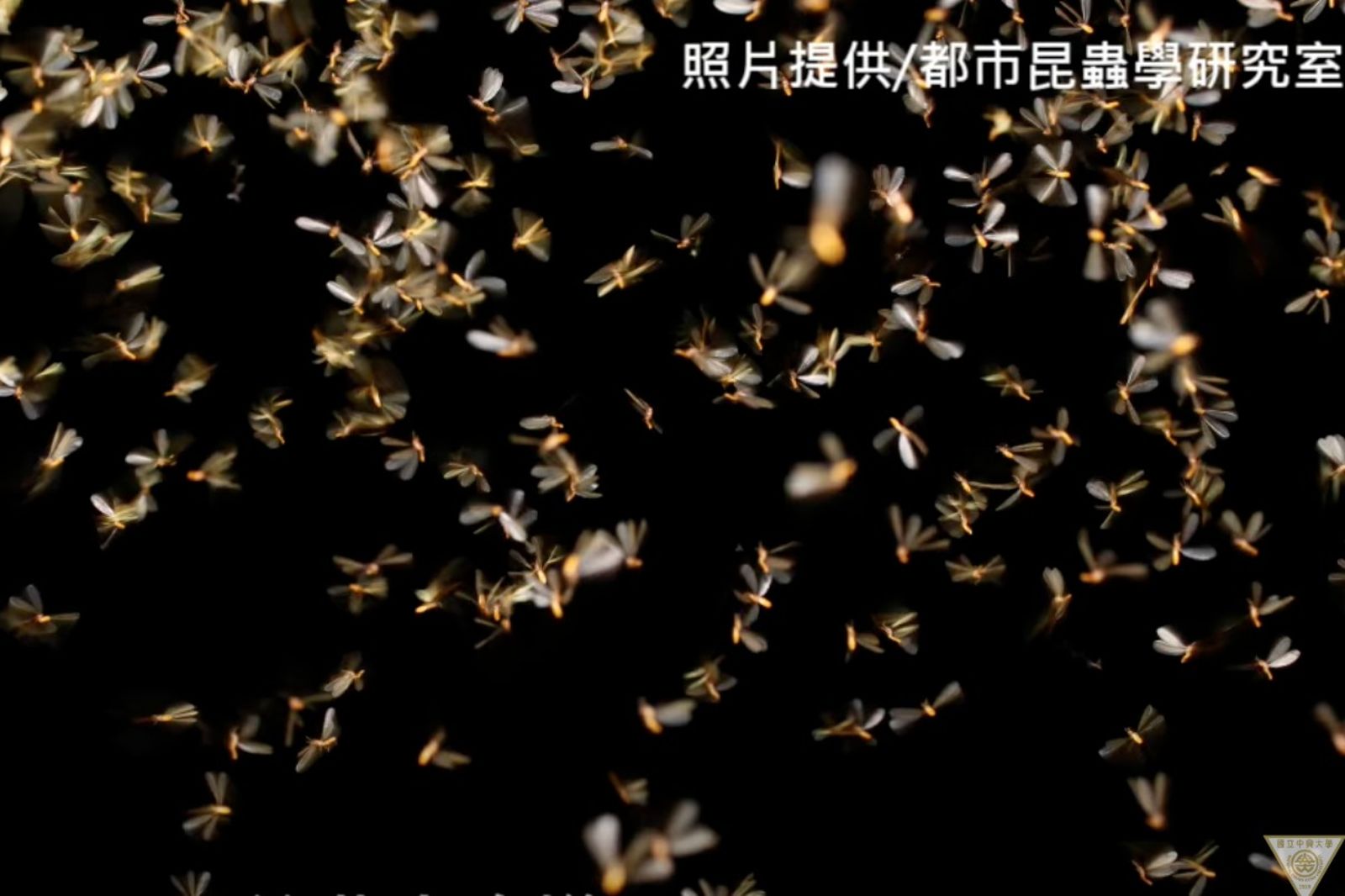 白蟻竟是一種蟑螂!專家曝:脫掉翅膀開始交配