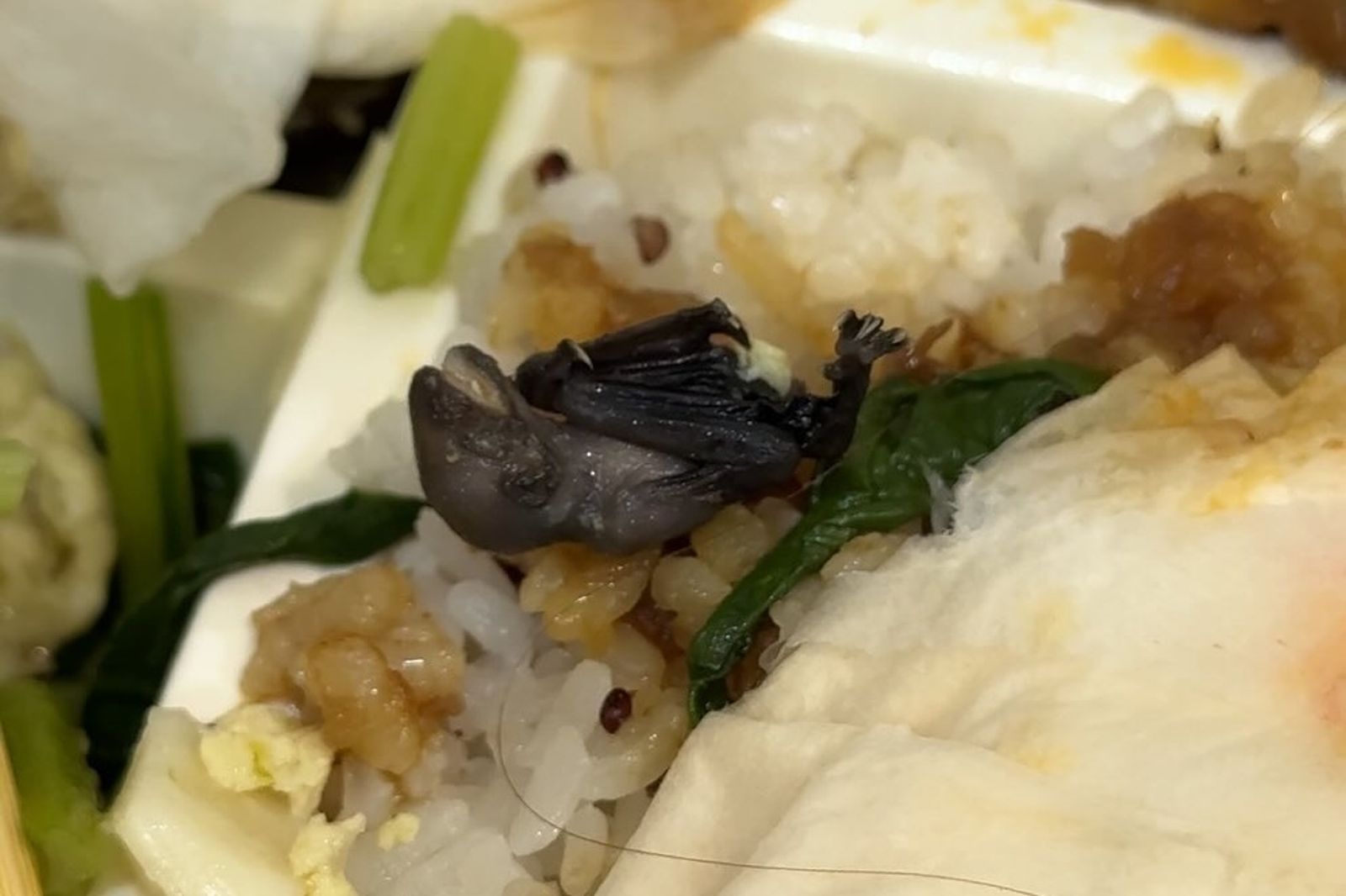 便當內竟出現「蝙蝠」!她氣炸PO網:負責人不斷強調保險要診斷證明