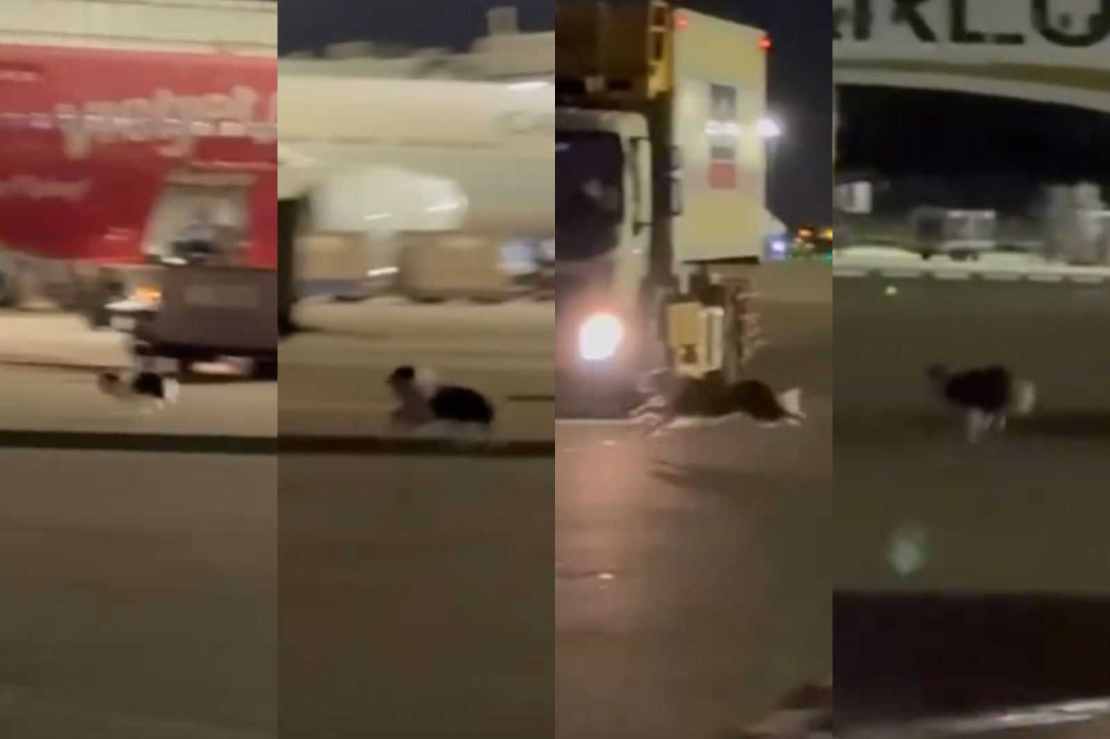 還得是邊牧！停機坪上「越獄」奔馳　地勤猛追：牠速度快到模糊
