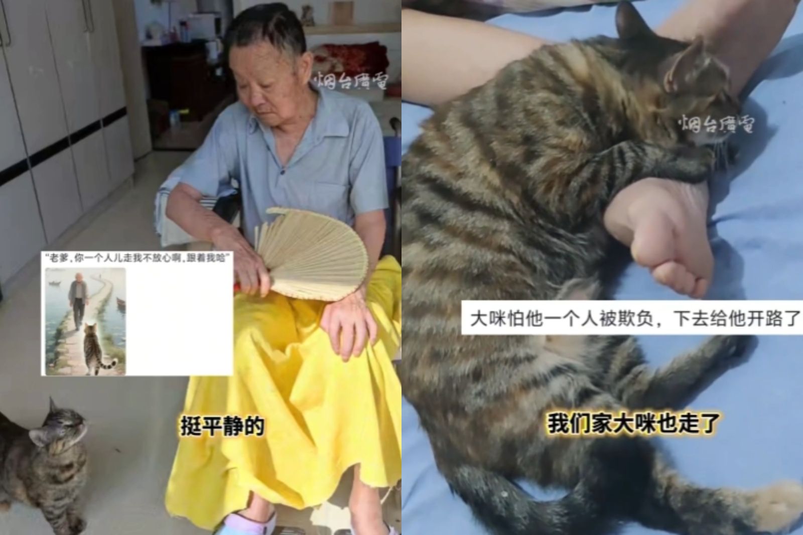 父病逝不到1小時…愛貓跟著走了！全場慟：怕追不上主人