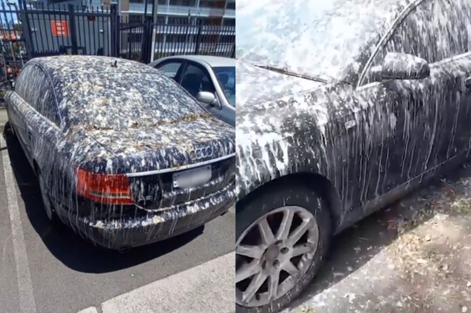 黑色奧迪遭鳥屎轟炸!連汽車美容廠也驚呼「從來沒看過」 3顏色、5品牌車子要注意