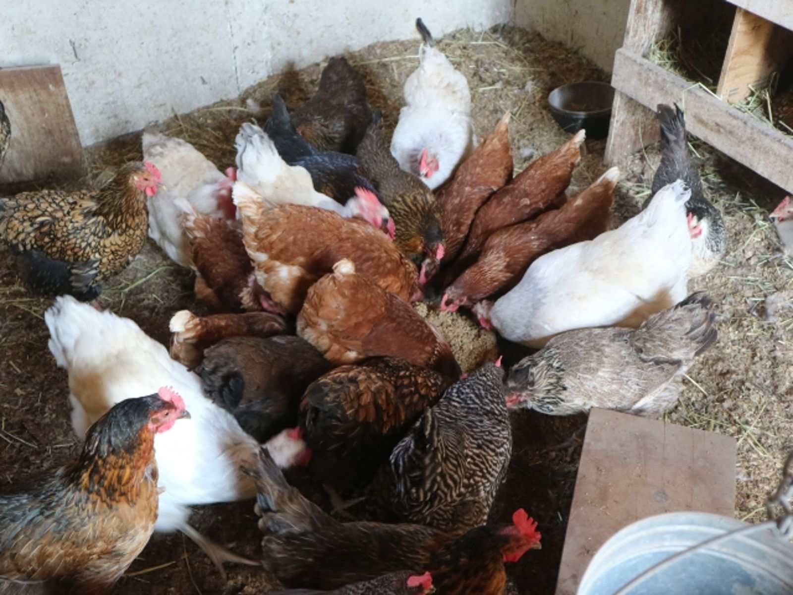 彰化文雅畜牧場再驗出芬普尼！「禽畜禁藥」從哪來　專家：飼料機會大
