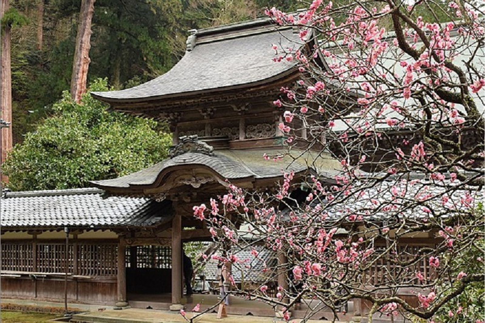 41J肉聲/日800年名剎「永平寺」驚爆性侵害案 20女學生慘遭淫僧下手