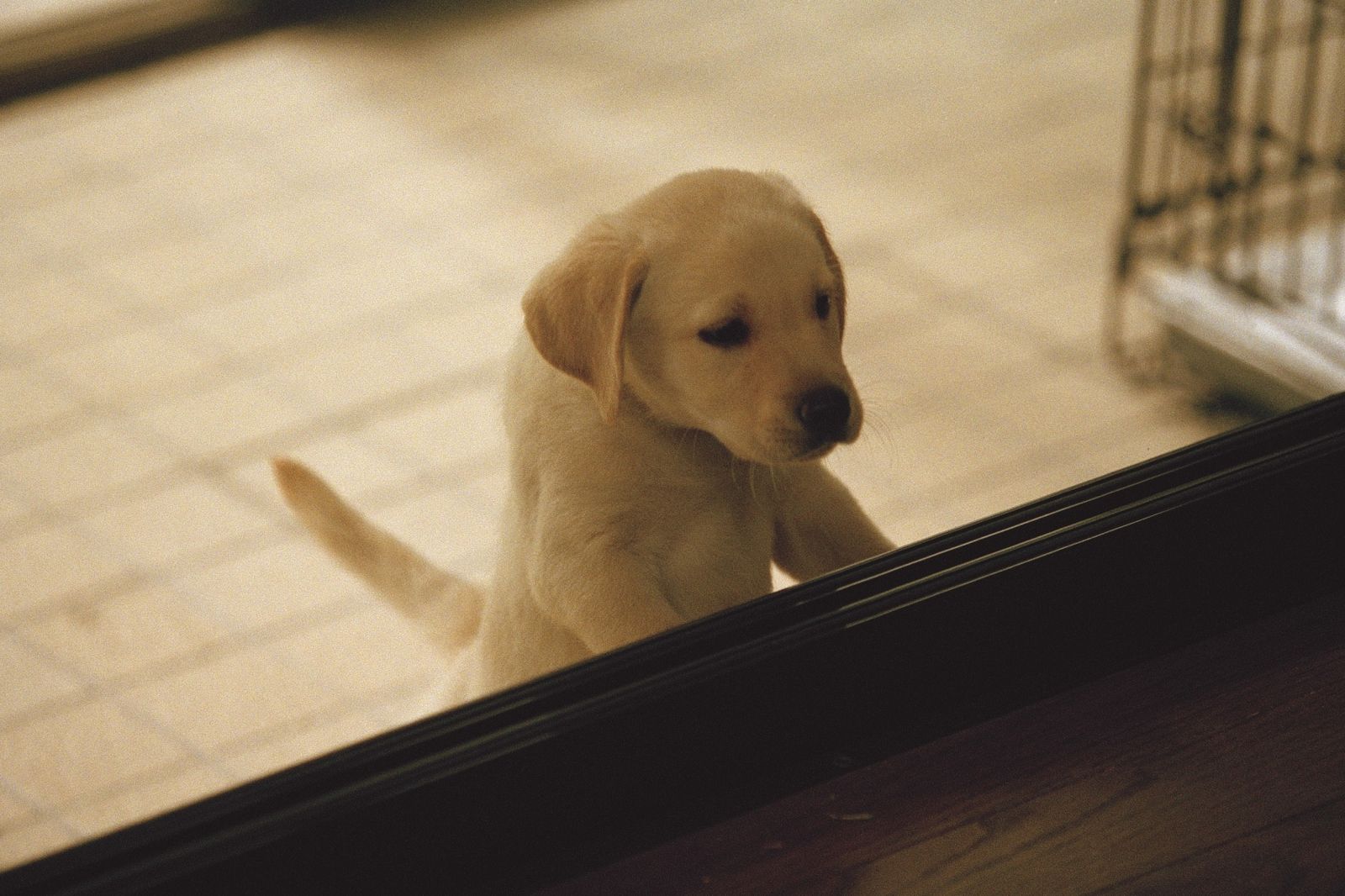 當年全台哭爆！《再見了，可魯》22年後重返大銀幕　曾夯賣9000萬台幣