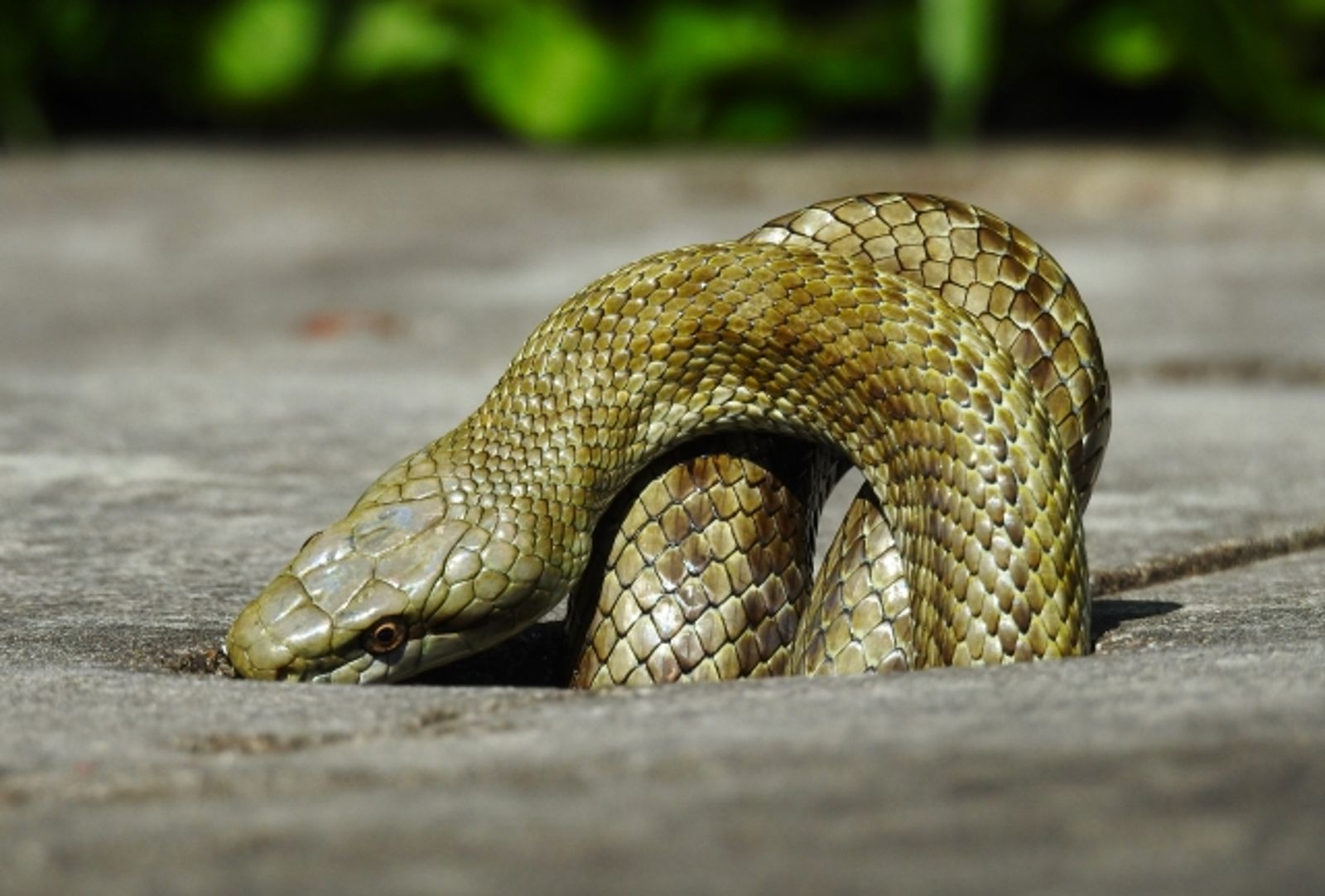 爬山見「天然彈簧床」狂跳!網揪出眼鏡蛇王巢穴:恐有上百條 保命措施一次看