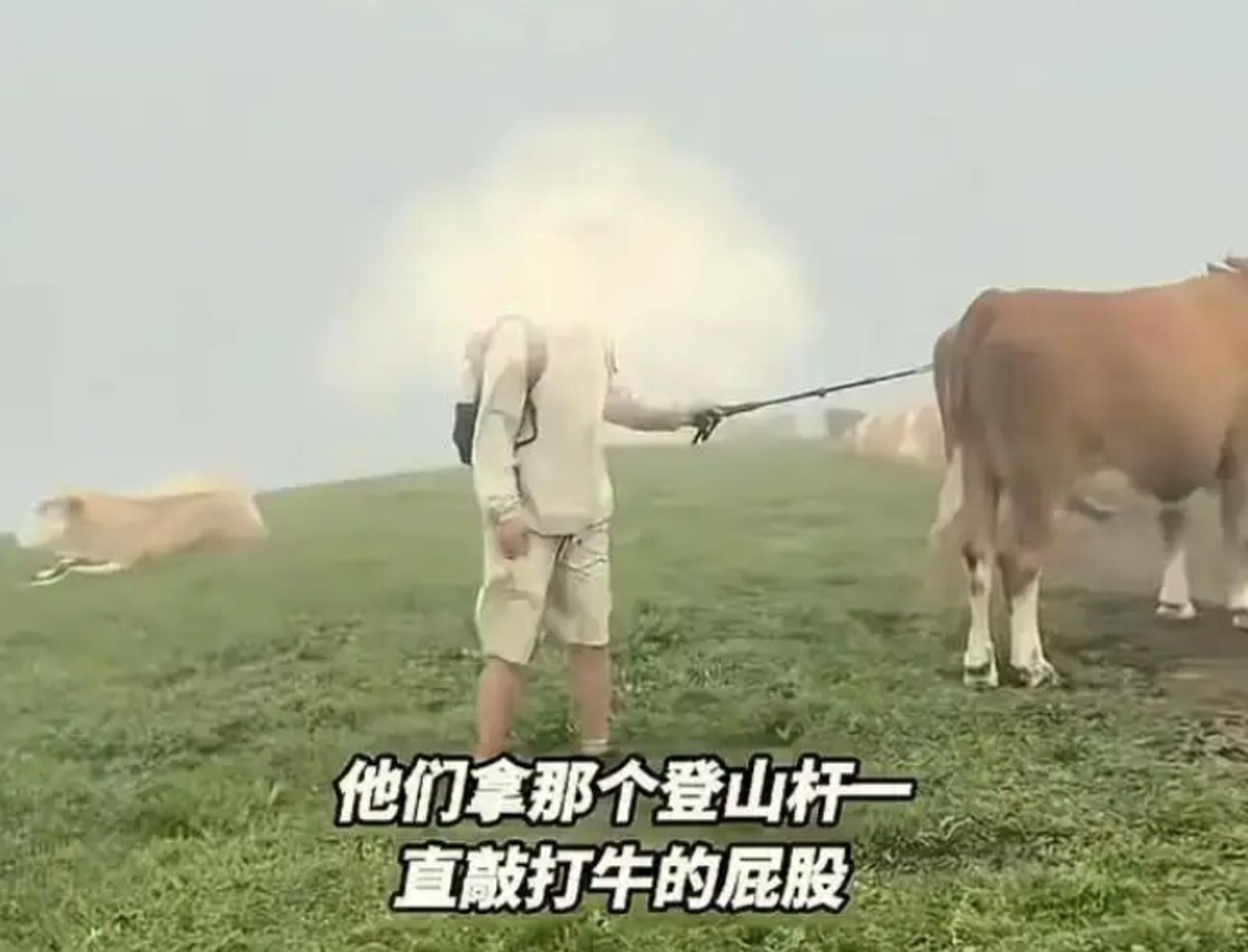 白目男「餵牛吃牛肉乾」還戳牛屁股！牛群火大攻擊他　畫面曝光