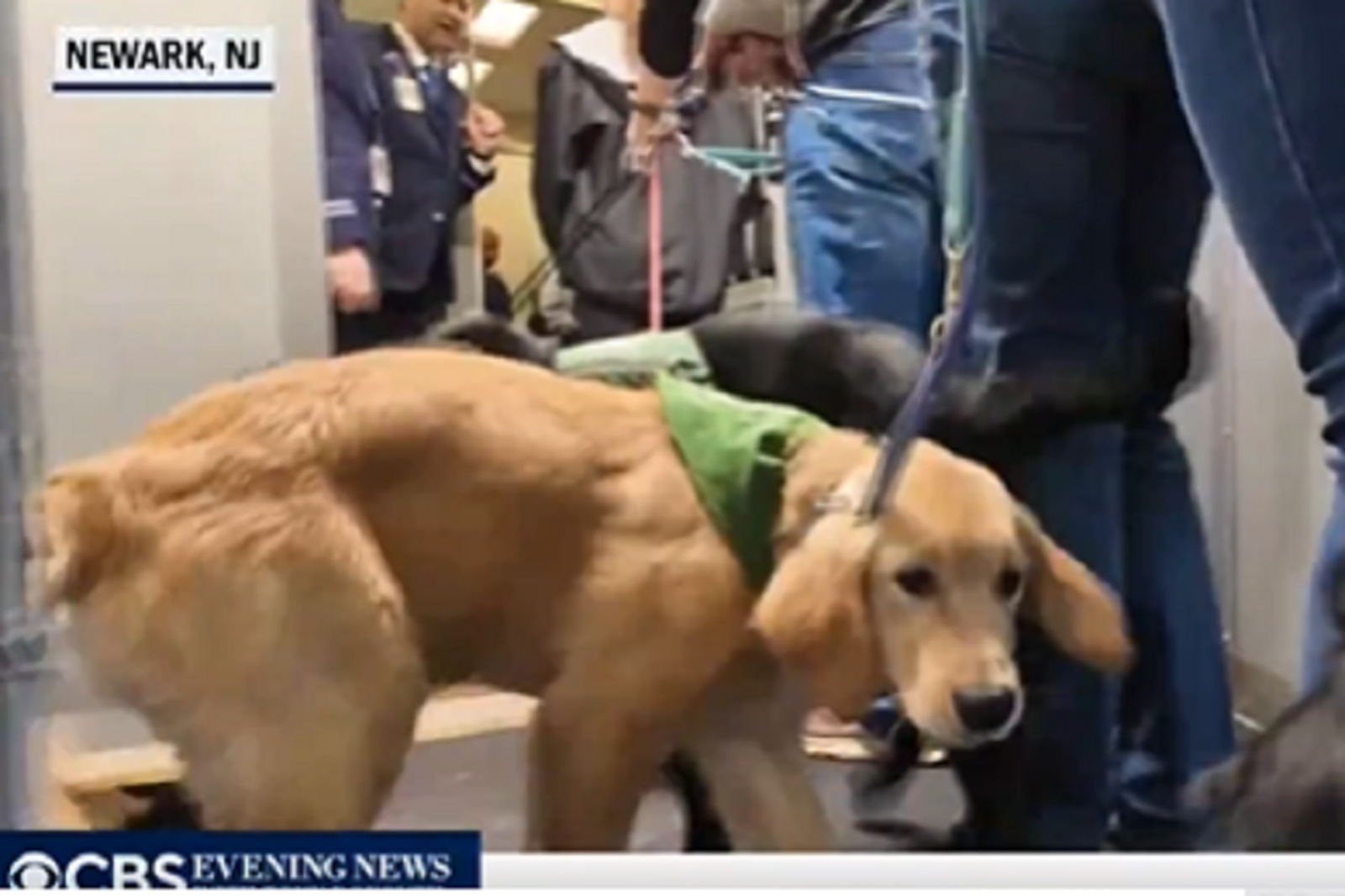 AI與人類都無法取代！　100隻「準空服導盲犬」到機場實習好萌