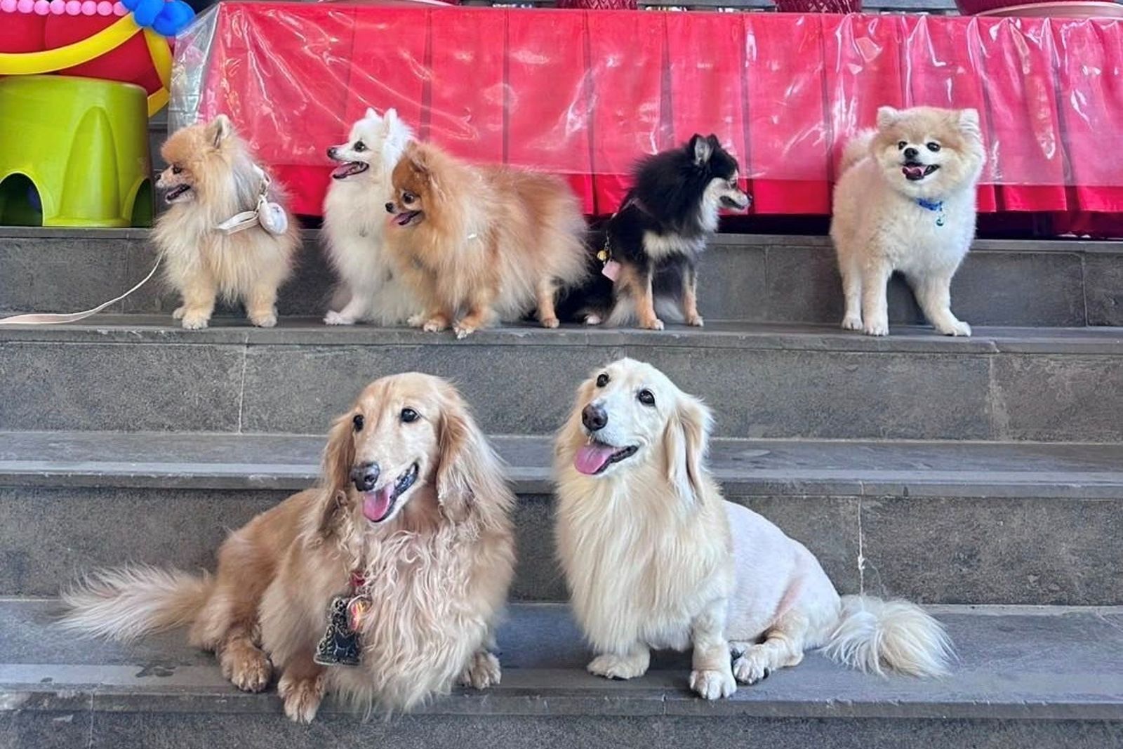 台中復興宮「寵物收驚」爆紅！副業成本業　民眾讚：女鵝不再做惡夢
