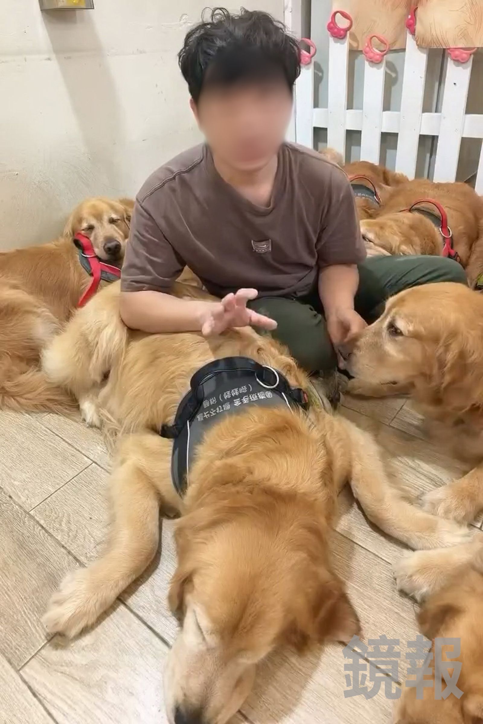 業者日前自錄影片解釋，當時是為了制止狗狗互相攻擊，出手的「動作比較大」，澄清並非虐狗。民眾提供