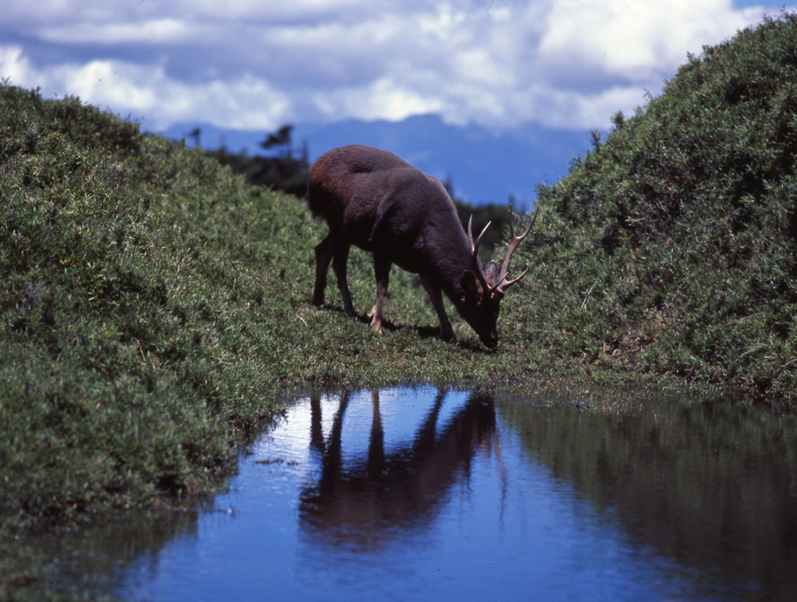 奇萊山「山神獸」疑遭槍殺！身上見彈孔「2隻鹿茸斷裂」