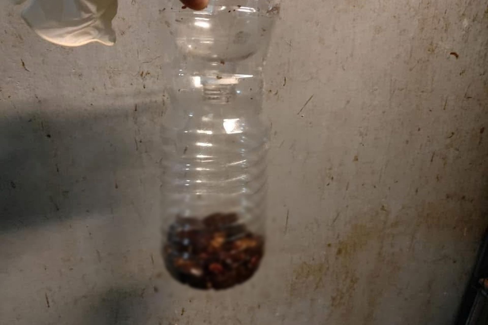 夏天到繁殖快！網曝「蟑螂炸彈」超簡單製作方法：死活都能抓到