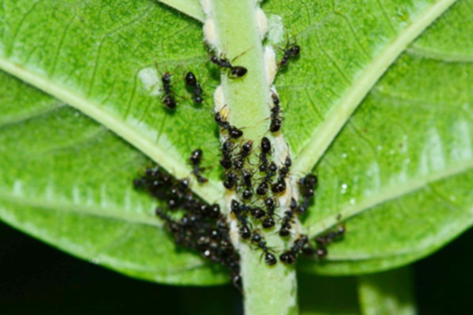 11縣市拉緊報！「疣胸琉璃蟻」大軍入侵住家、農地　專家曝3不原則防治