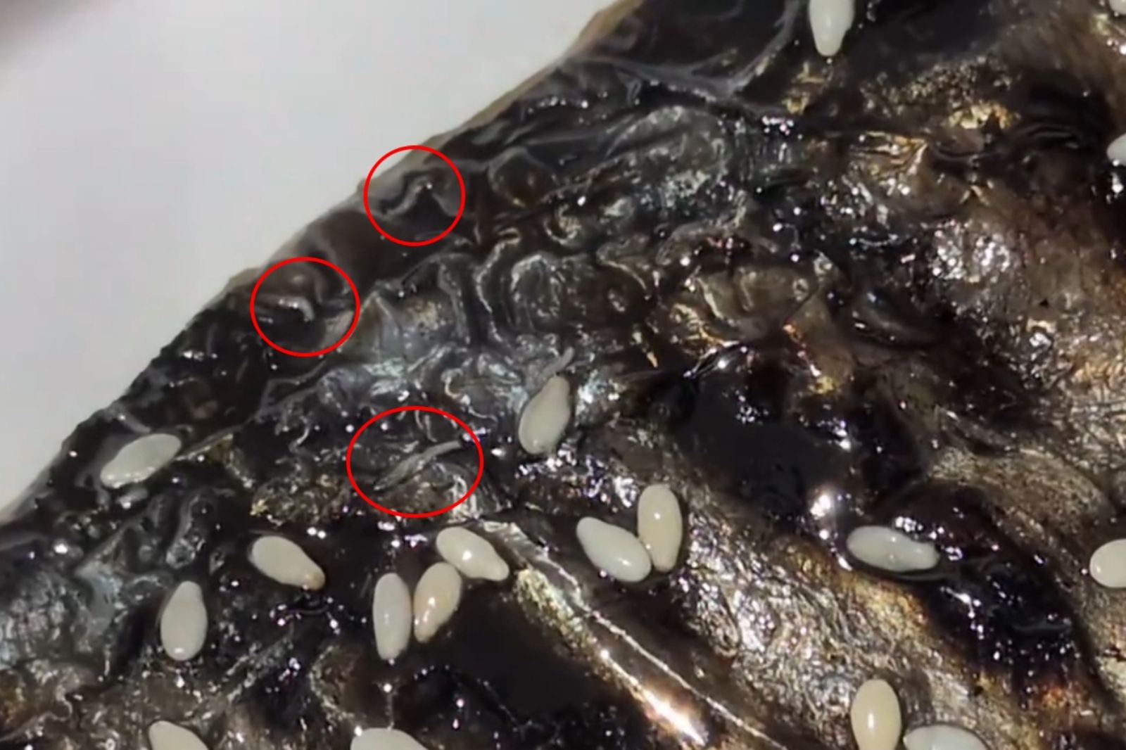 竹北丼飯店烤鯖魚「爬數隻小蛆」!瘋狂蠕動畫面曝光 店家回應了