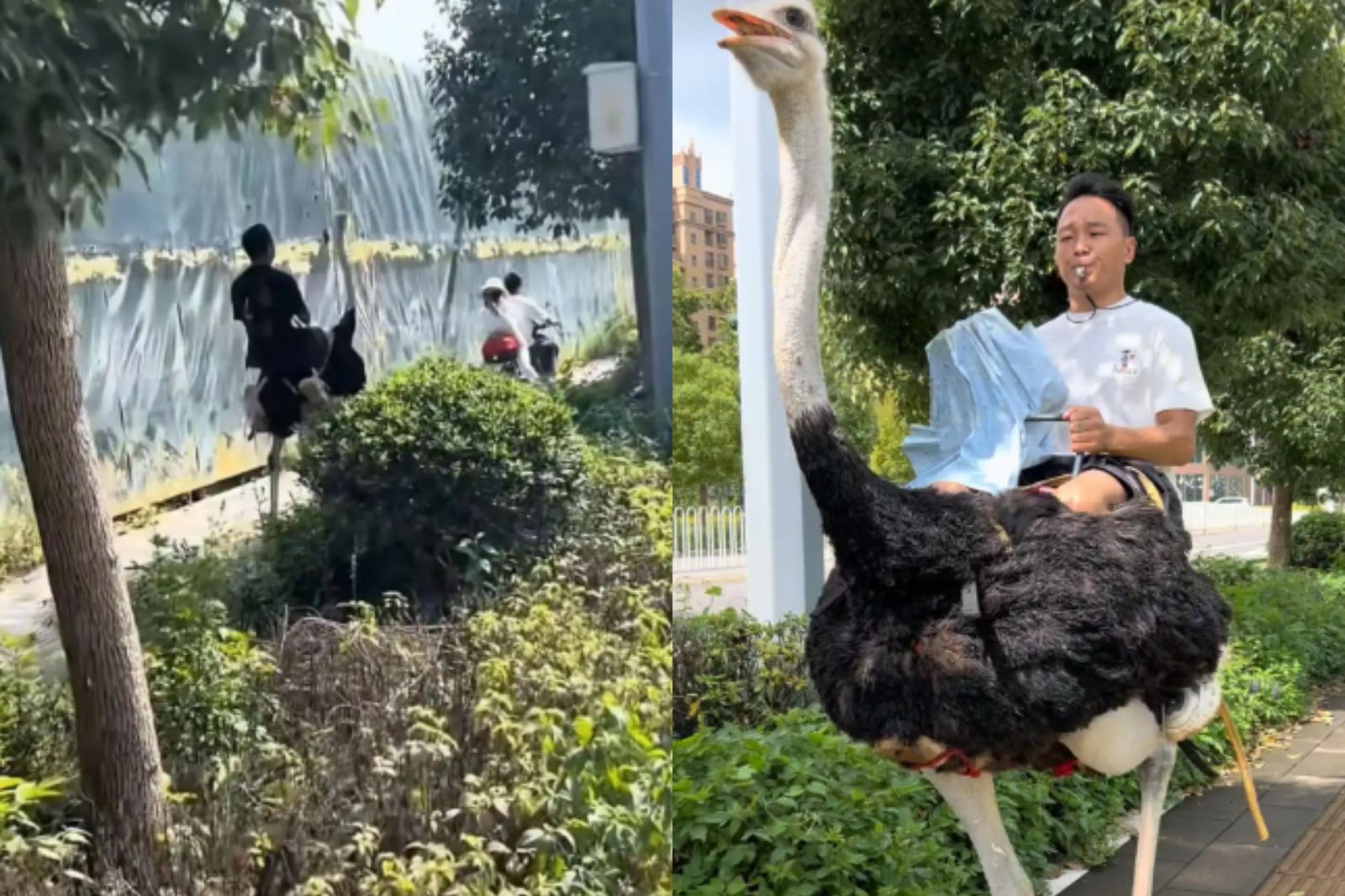 新能源！男訓練「鴕鳥上路」速度可達80km/h　驕傲喊：值得推廣的產業
